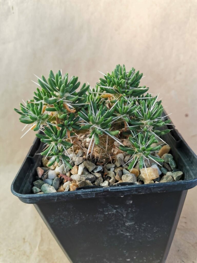 Maihuenia Poeppigii