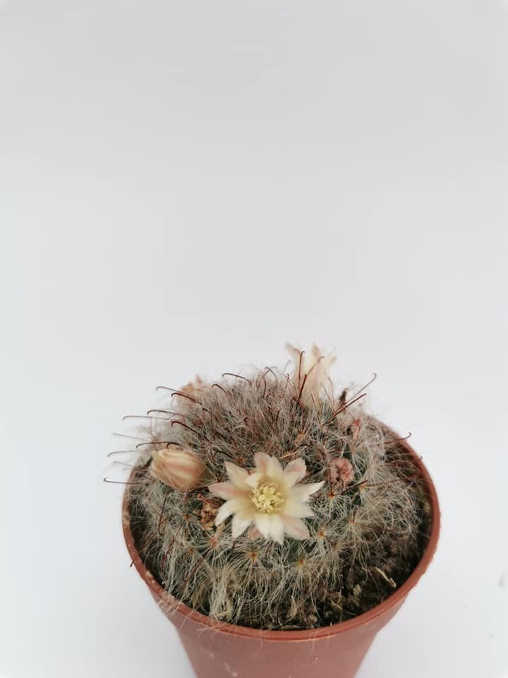 Mammillaria Bocasana Multilanata
