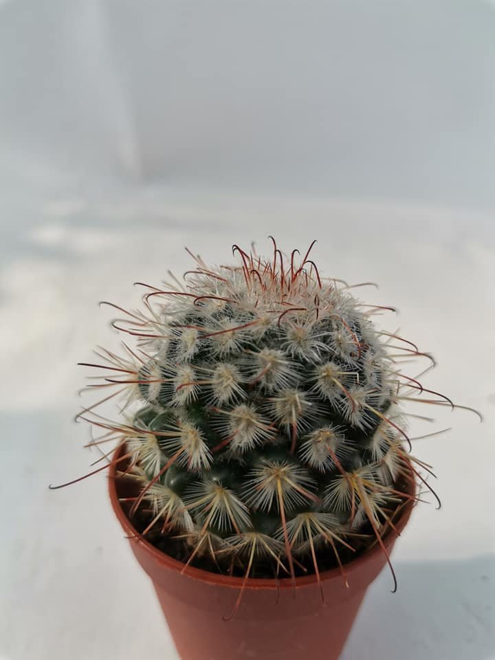 Mammillaria Bombycina