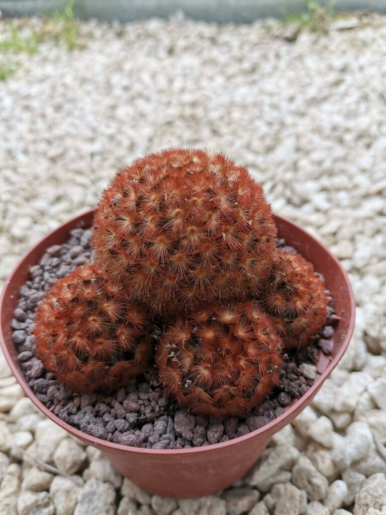 Mammillaria Carmenae