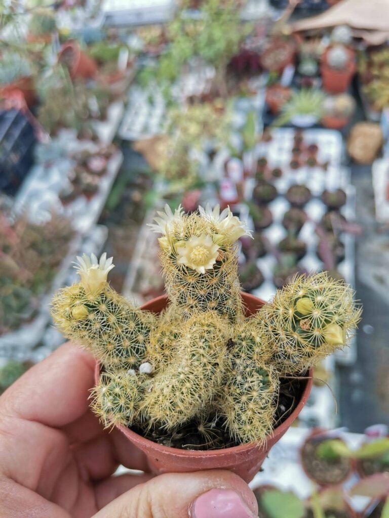 Mammillaria Elongata Crestata