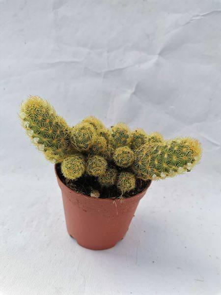 Mammillaria Elongata lemon juice