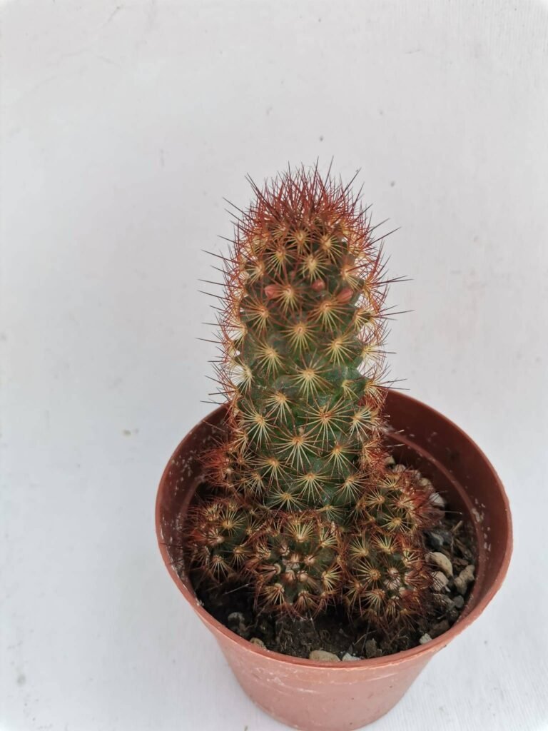 Mammillaria Elongata rubra Echinaria