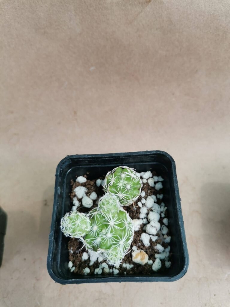 Mammillaria Gracilis