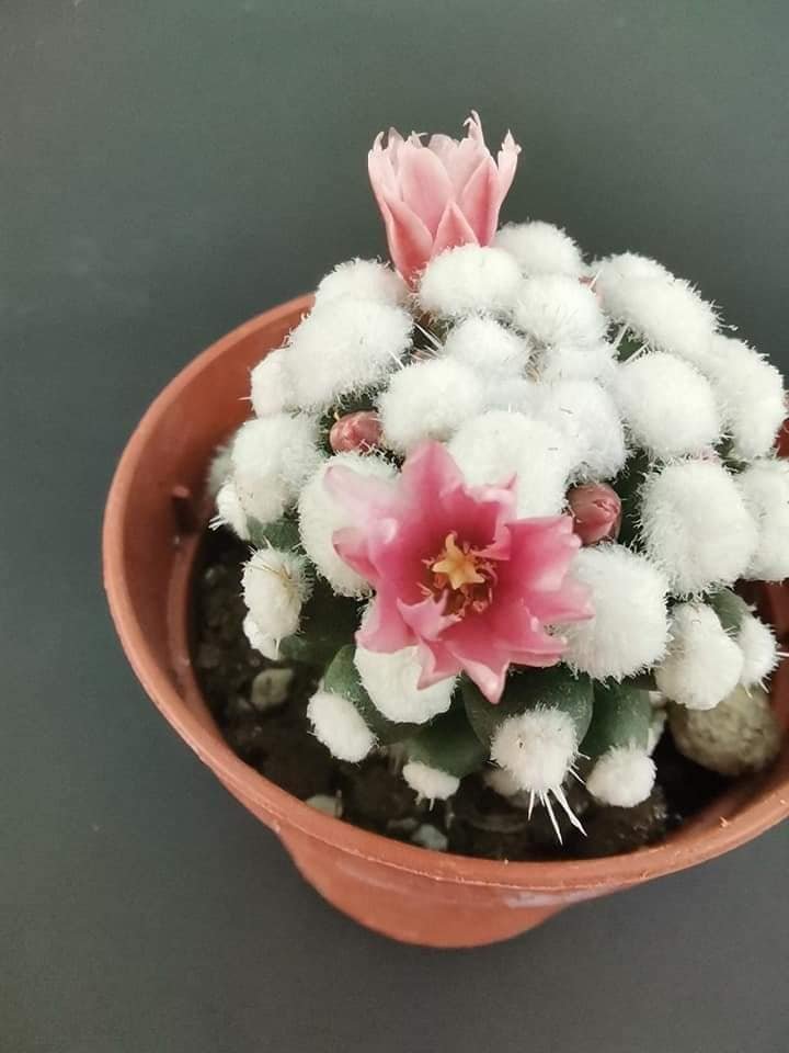Mammillaria Gracilis cv Oruga Blanca