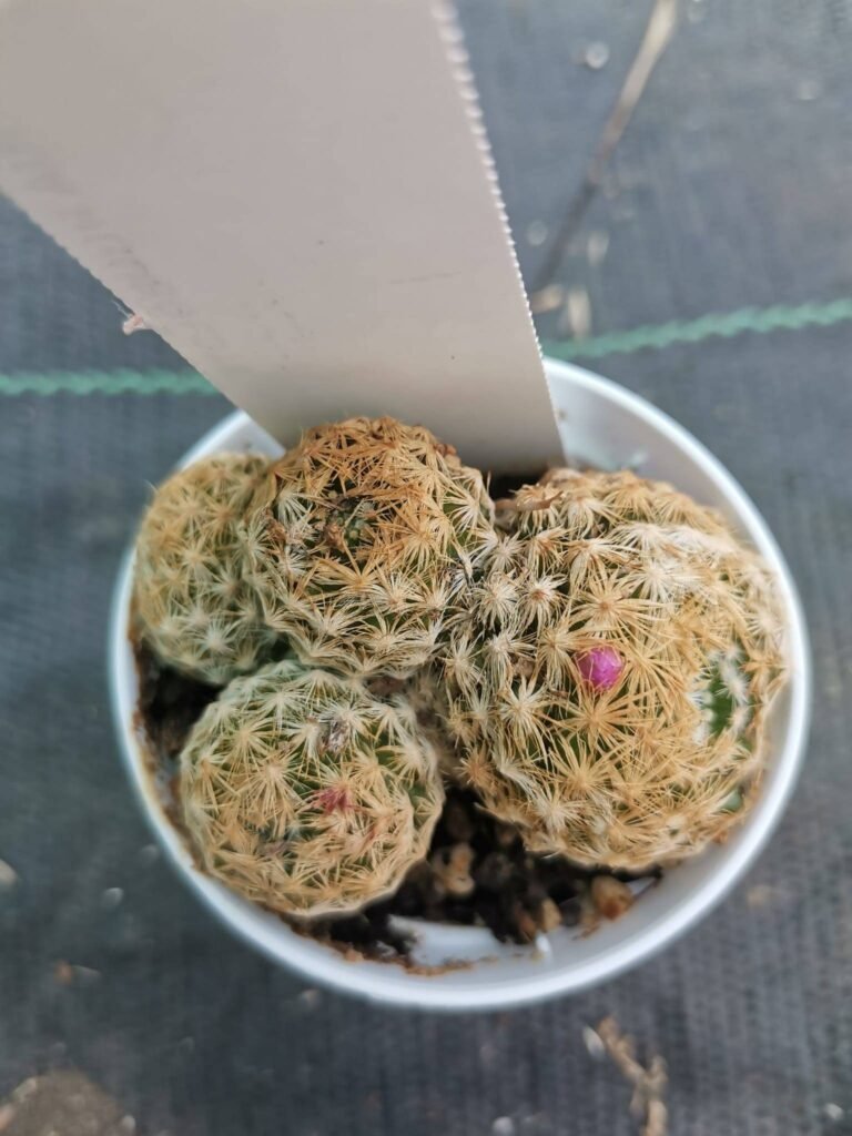 Mammillaria Humboldtii
