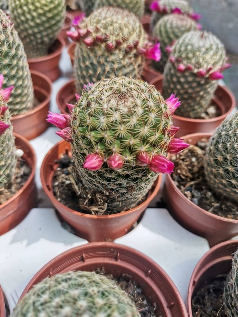 Mammillaria Matudae