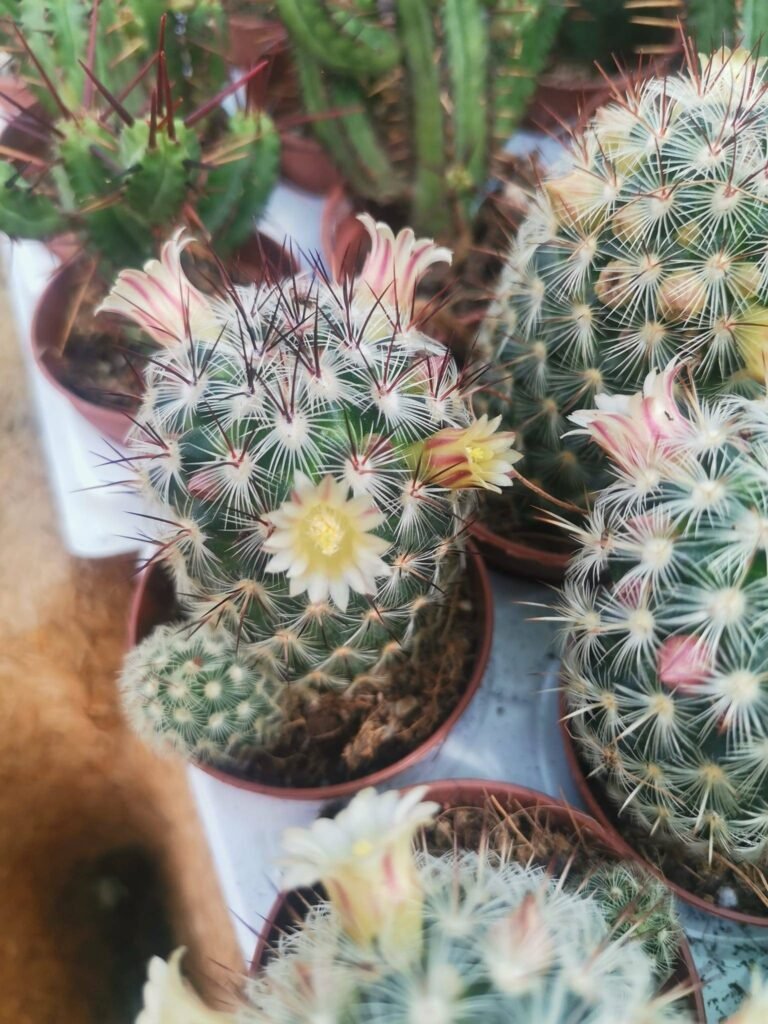 Mammillaria Microhelia