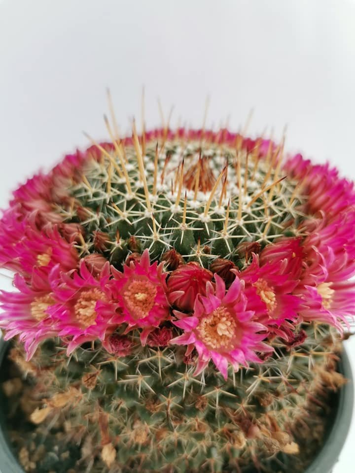 Mammillaria Mystax