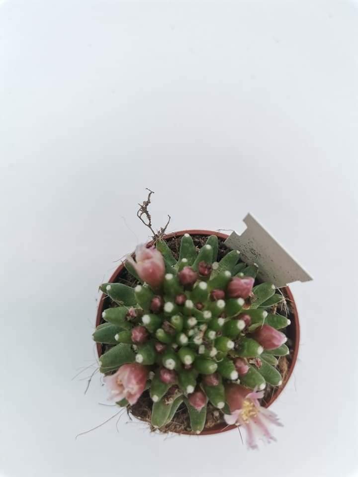 Mammillaria Painteri f. Mostruosa