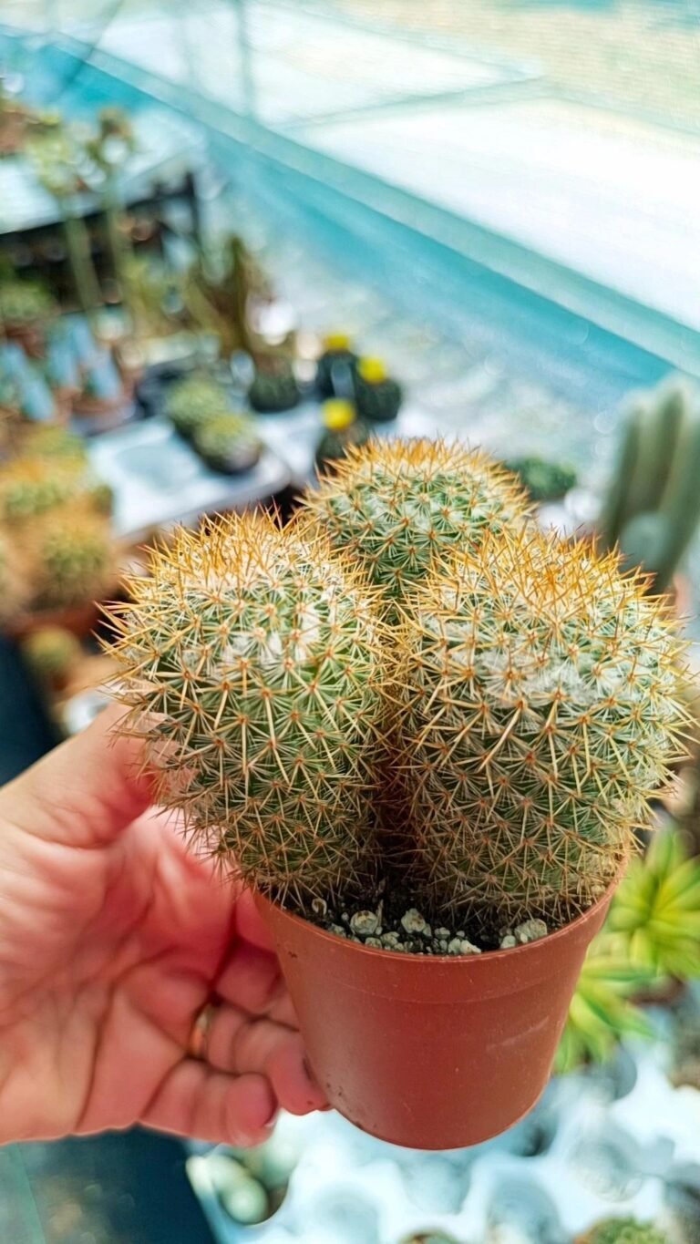 Mammillaria Spinosissima