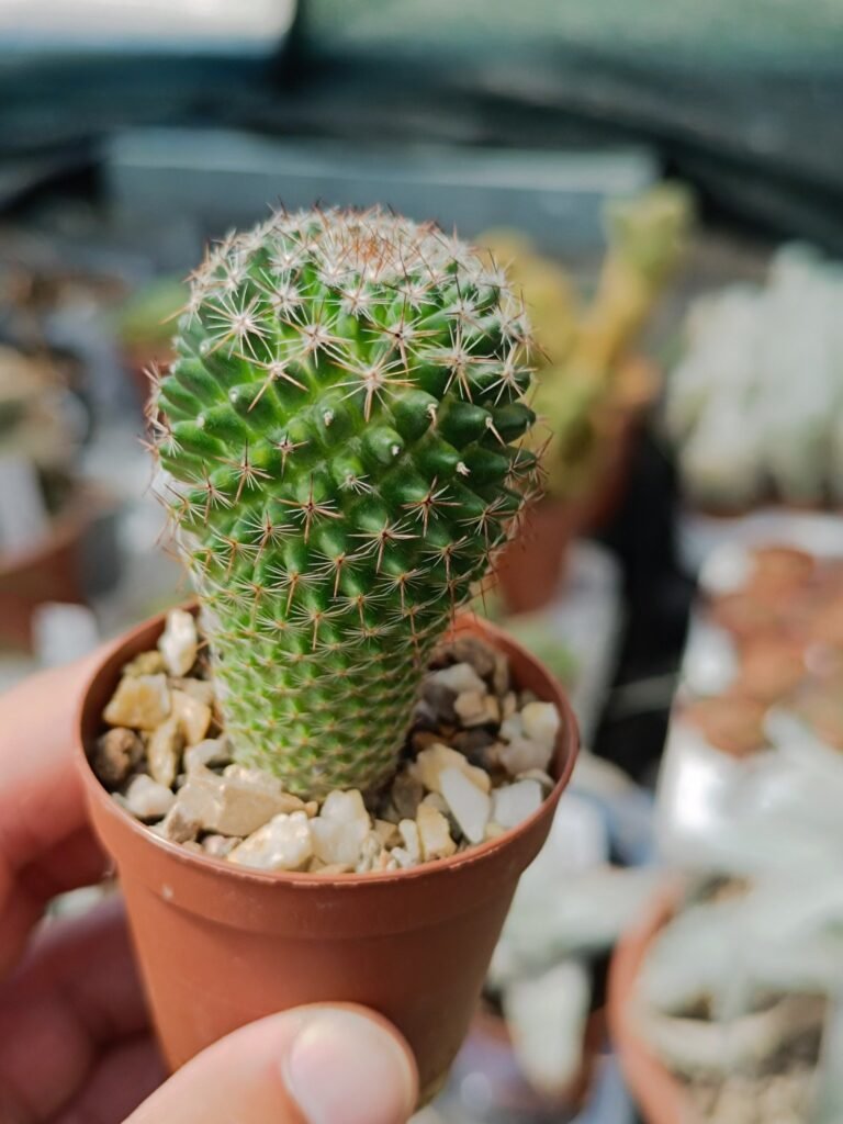 Mammillaria arroyensis