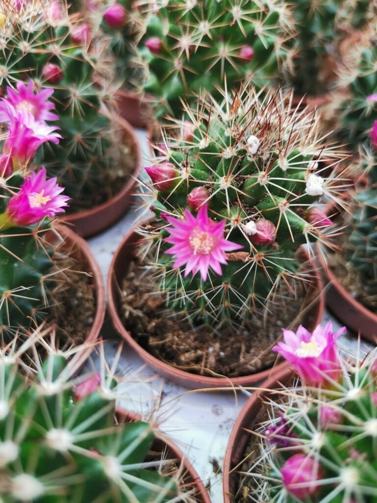 Mammillaria Backebergiana ssp Ernestii
