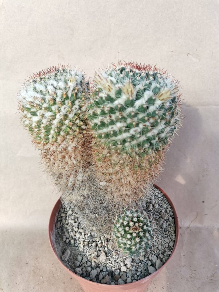 Mammillaria Bicefala