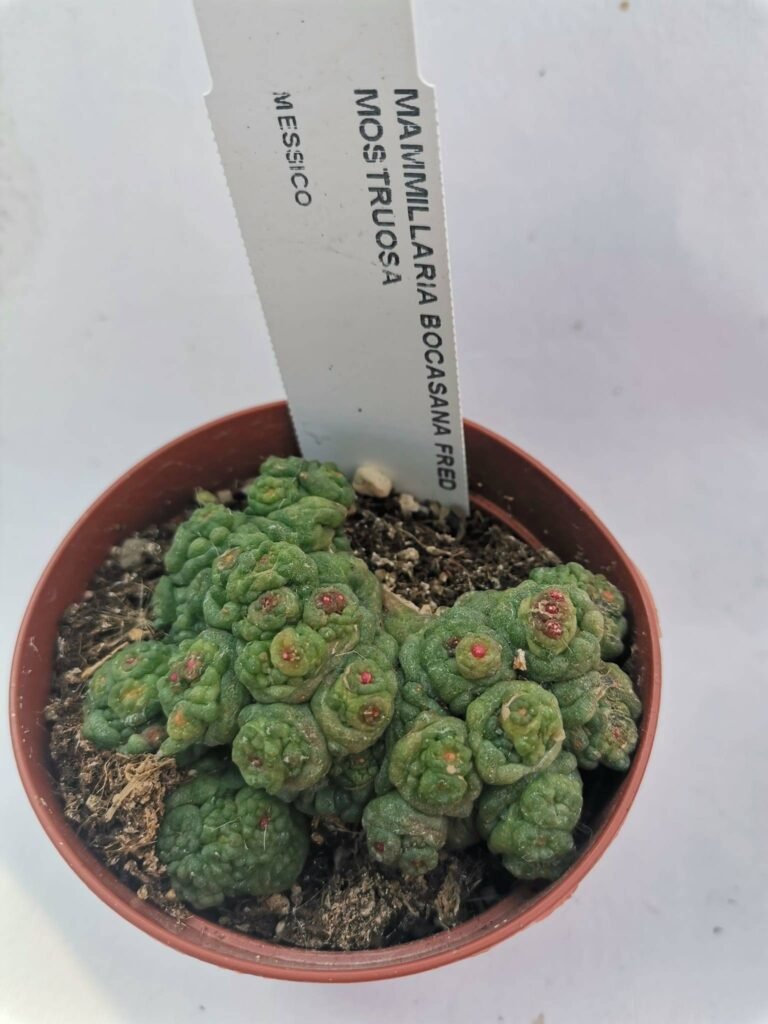 Mammillaria Bocasana Mostruosa cv Fred
