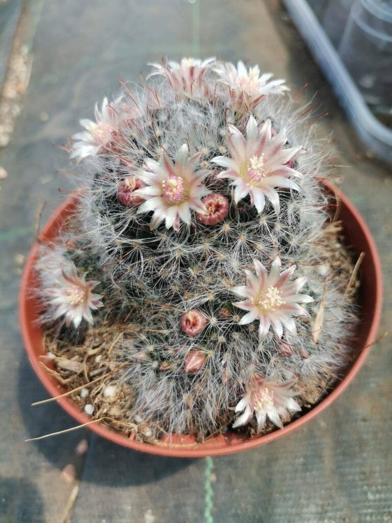 Mammillaria Bocasana Multilanata fiori bianchi