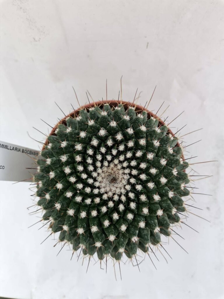 Mammillaria Bocensis