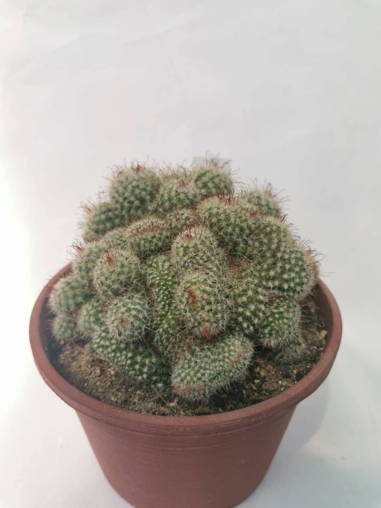 Mammillaria Bombycina Crestata