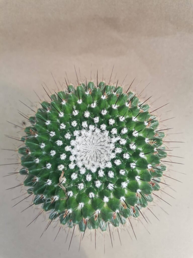 Mammillaria Boncel