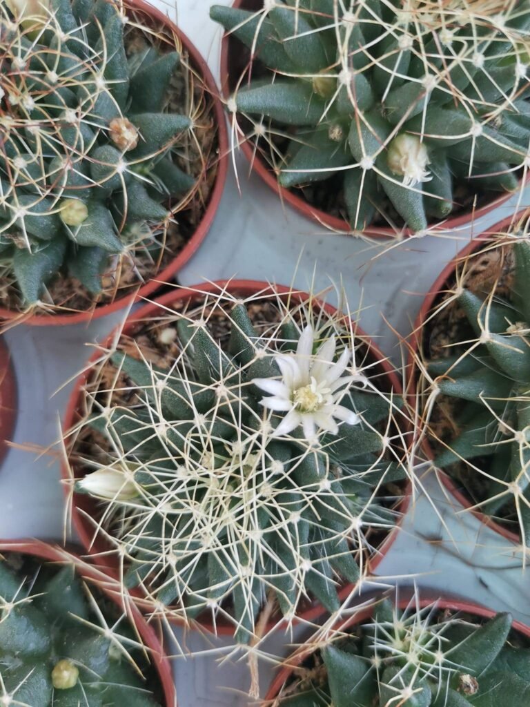 Mammillaria Camptotricha