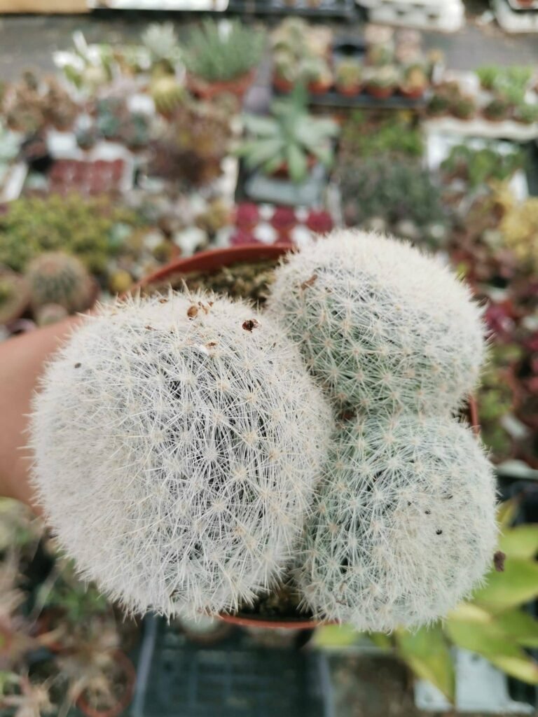 Mammillaria Candida