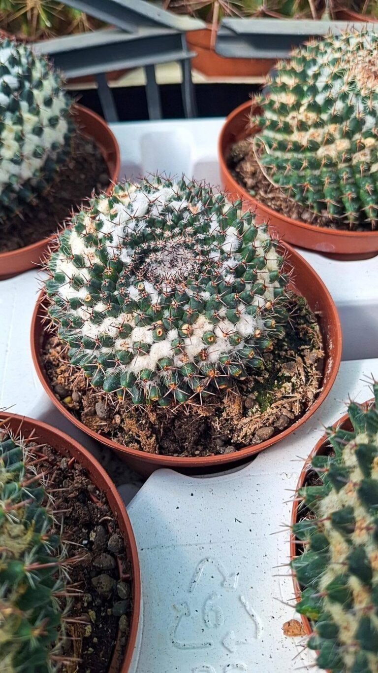Mammillaria chionocephala