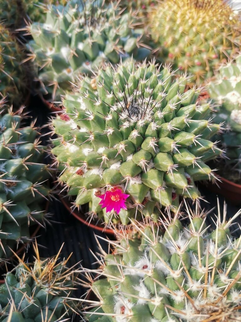 Mammillaria Compressa