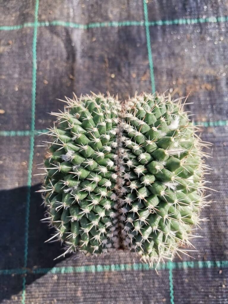 Mammillaria Compressa Crestata