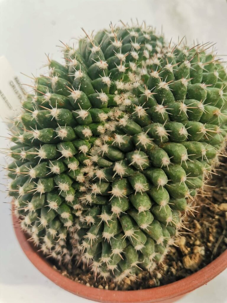Mammillaria Compressa Crestata