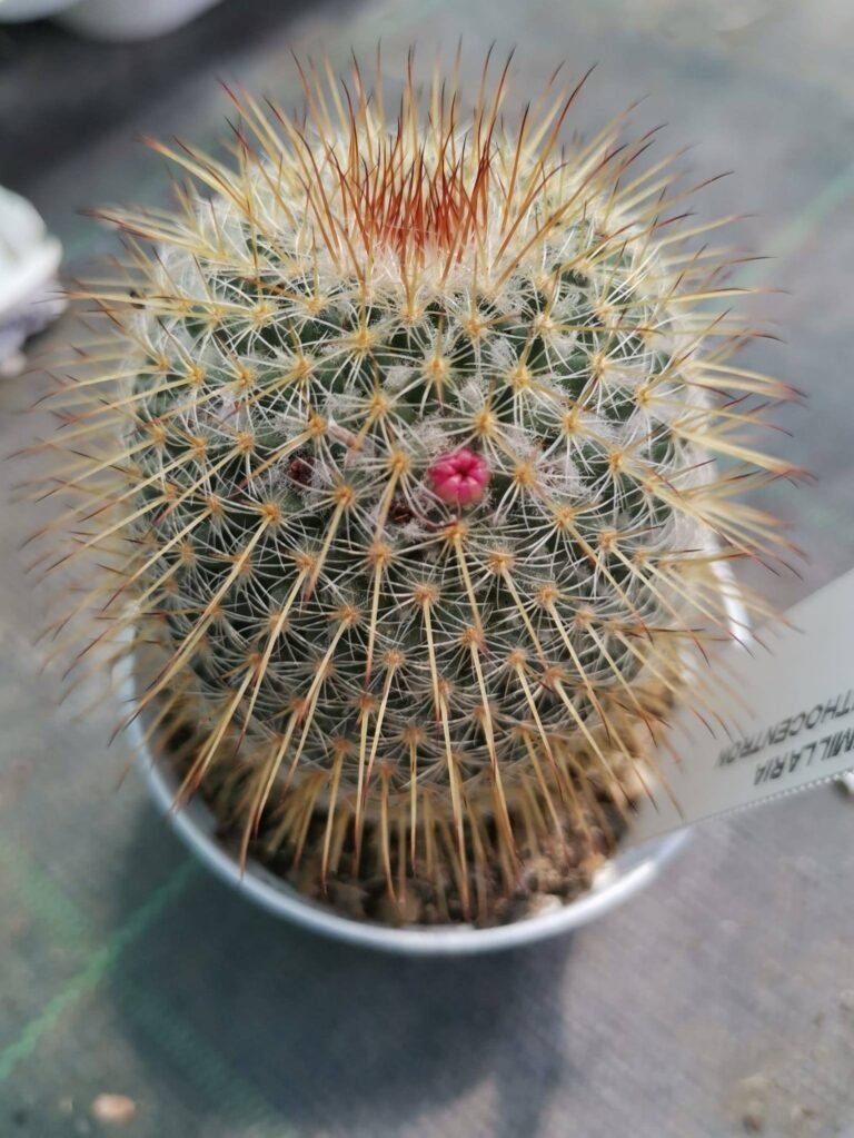 Mammillaria Dixanthocentron