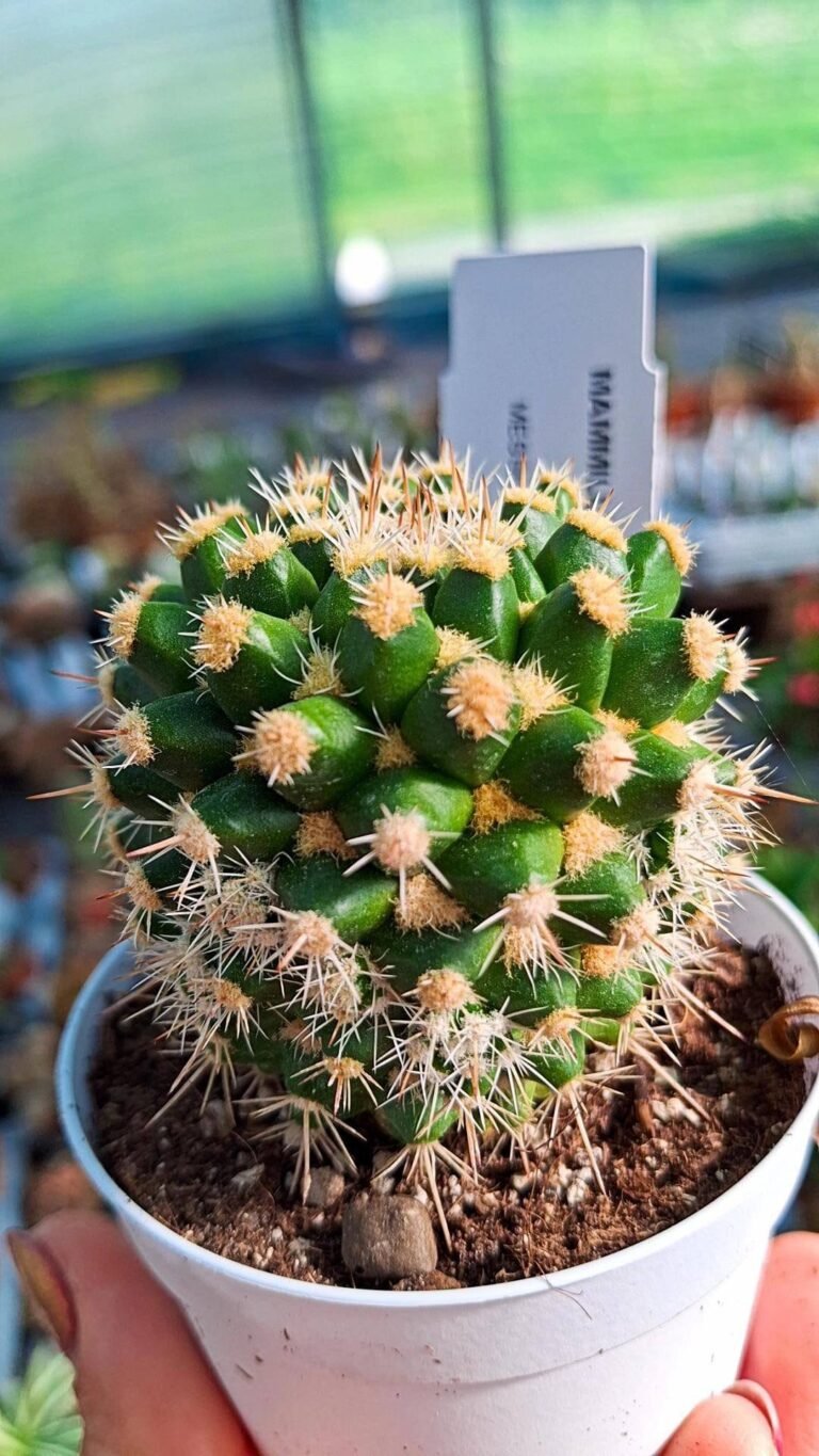 Mammillaria Voburnensis v. Eichlamii