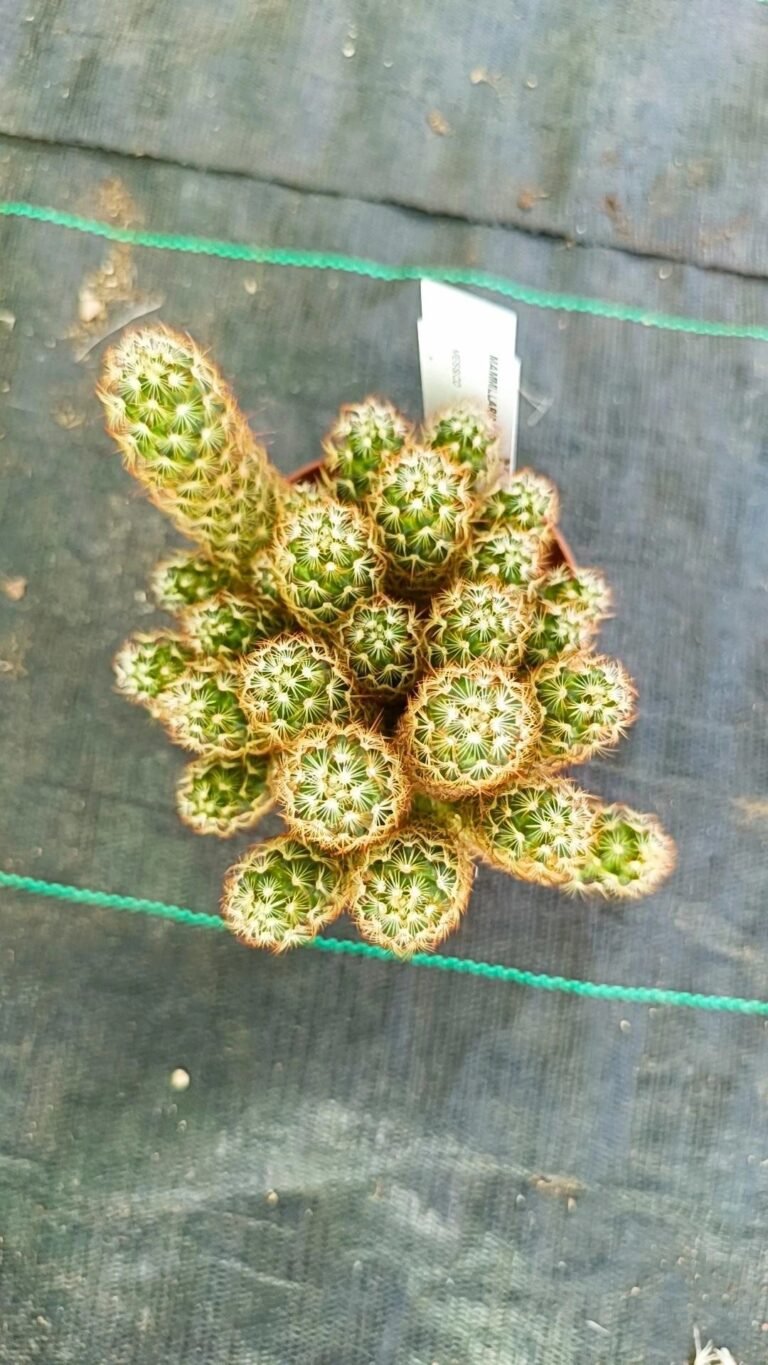 Mammillaria Elongata