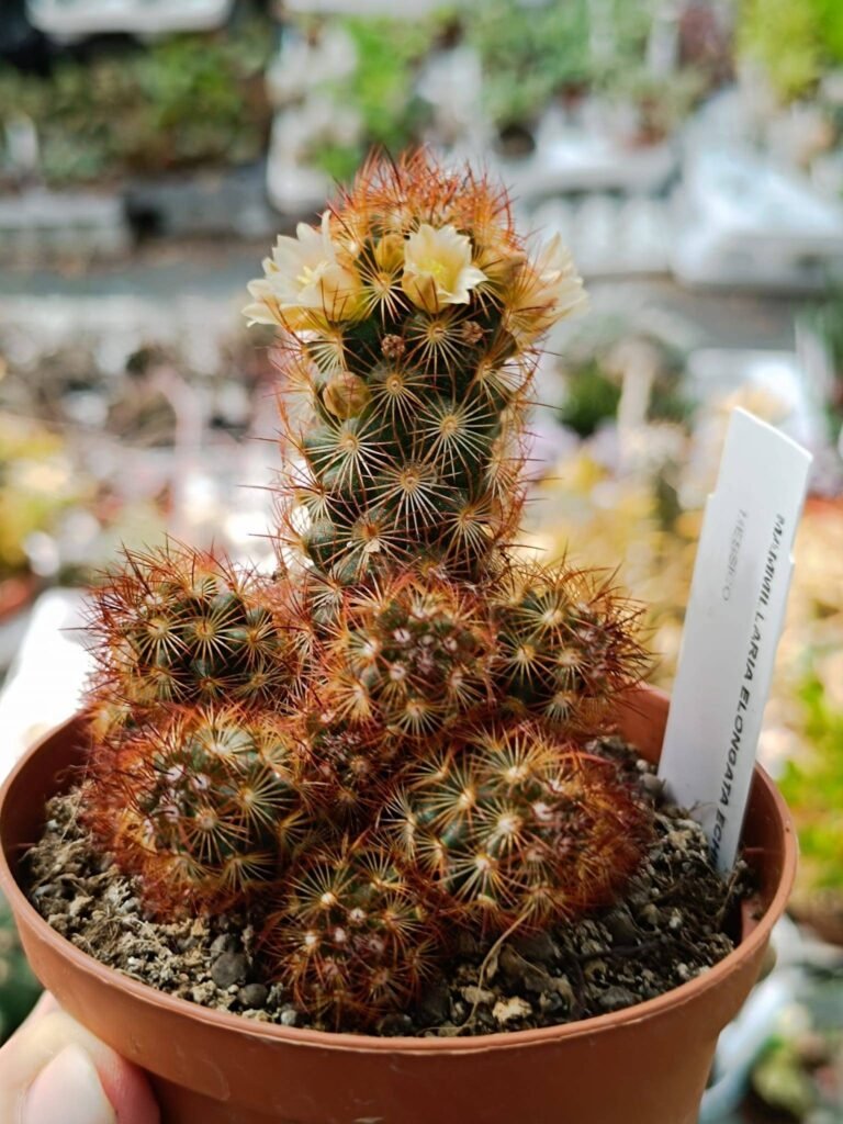 Mammillaria Elongata rubra Echinaria