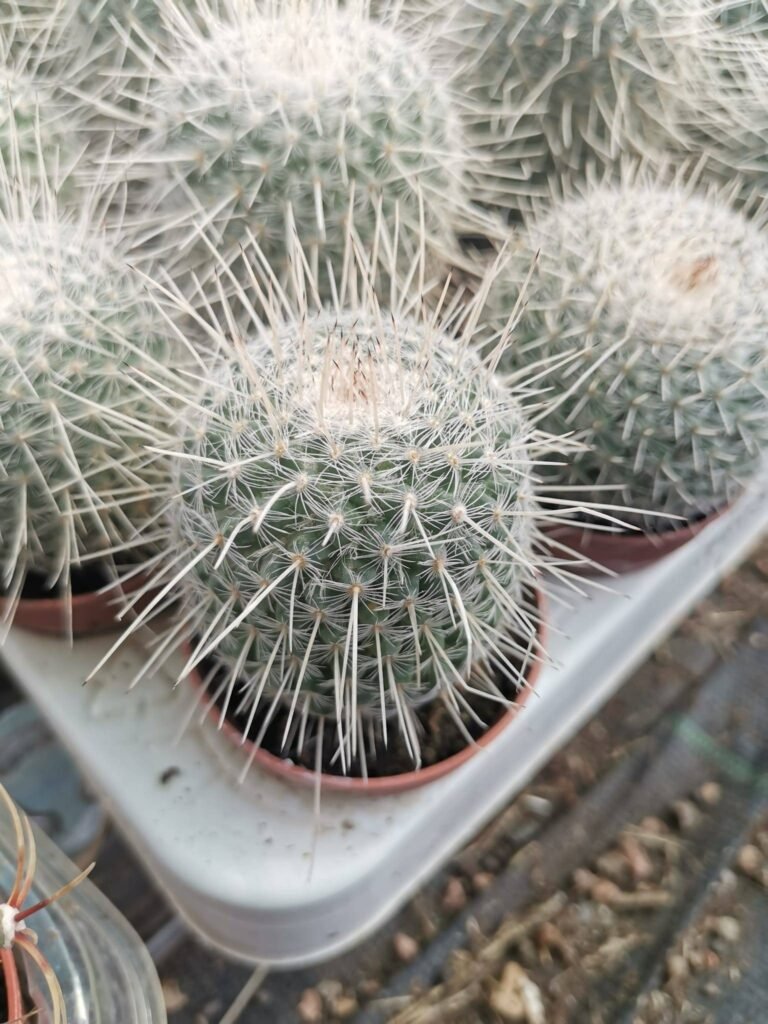 Mammillaria Geminispina