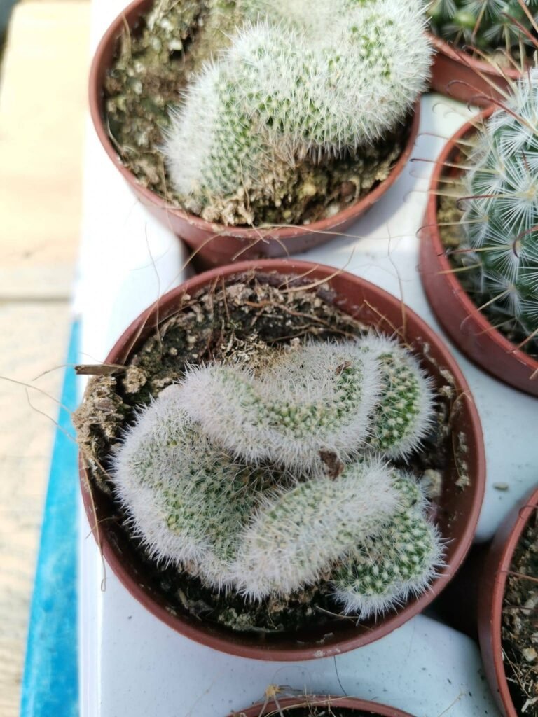Mammillaria Geminispina Crestata