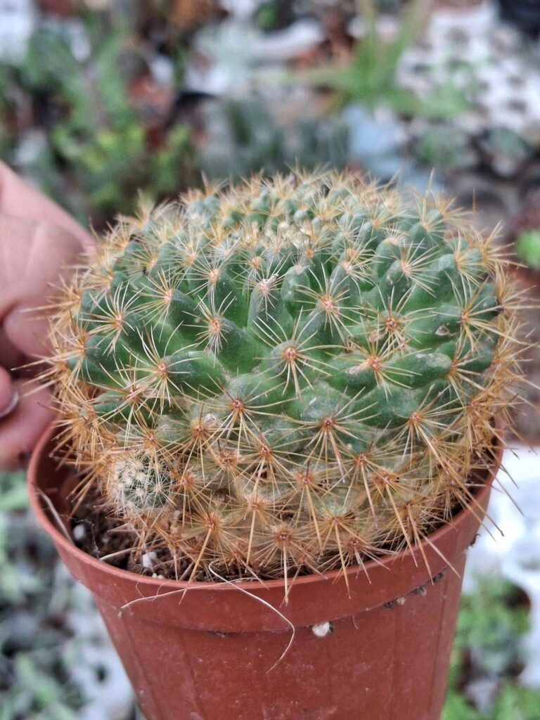 Mammillaria Ginsamaru