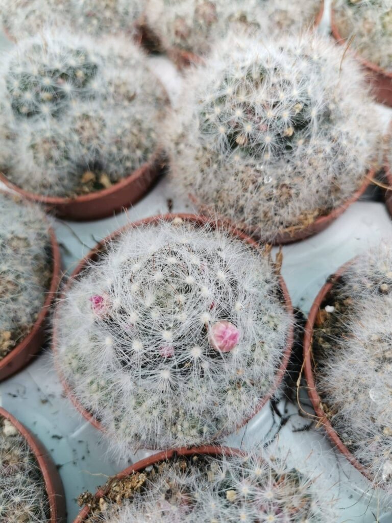 Mammillaria Glassii
