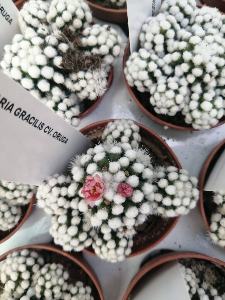 Mammillaria Gracilis cv Oruga Blanca accestite