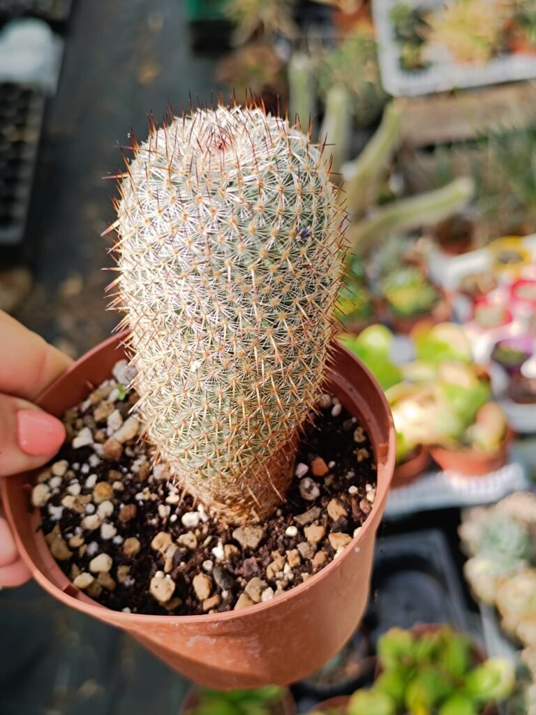 Mammillaria Haageana