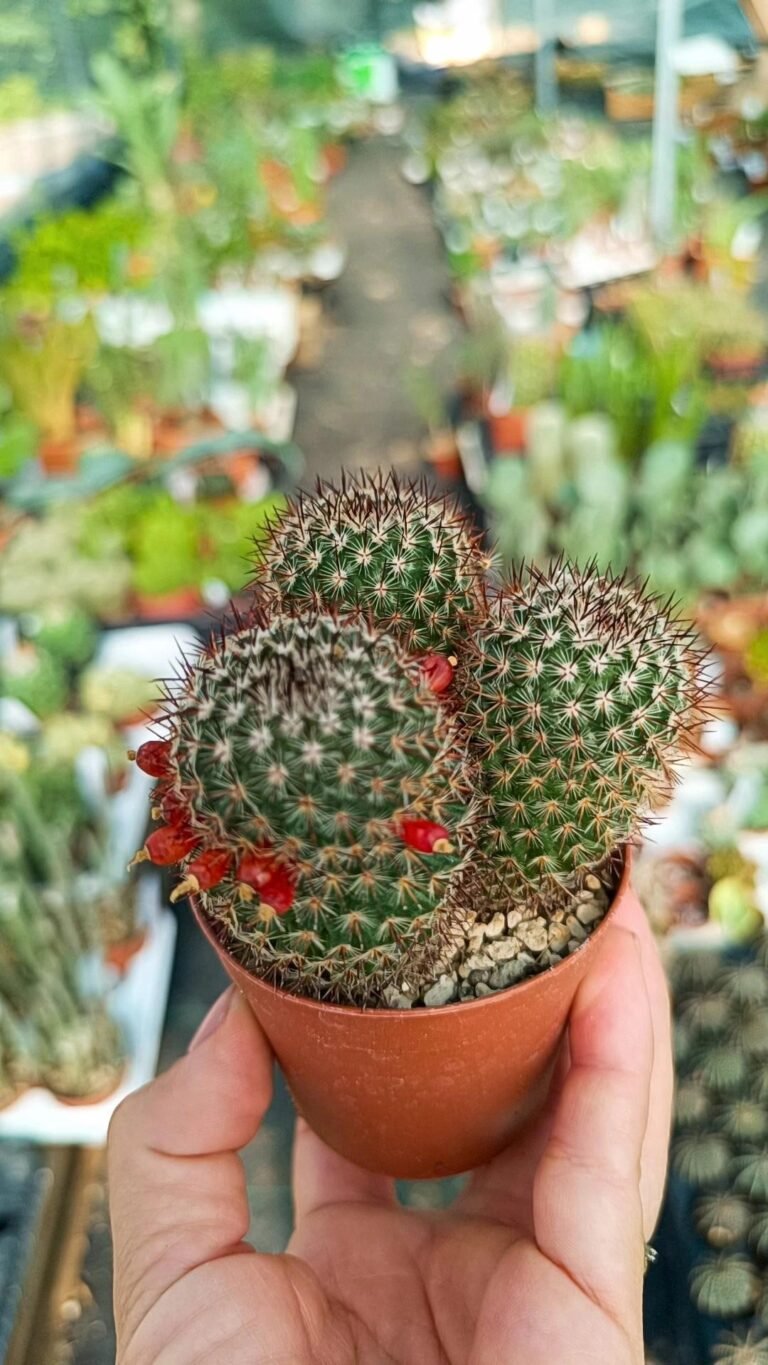 Mammillaria haageana