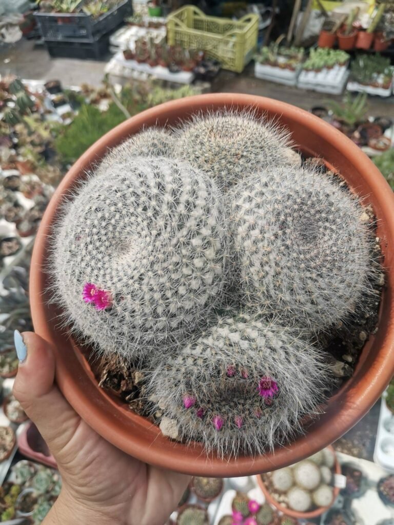 Mammillaria Haniana