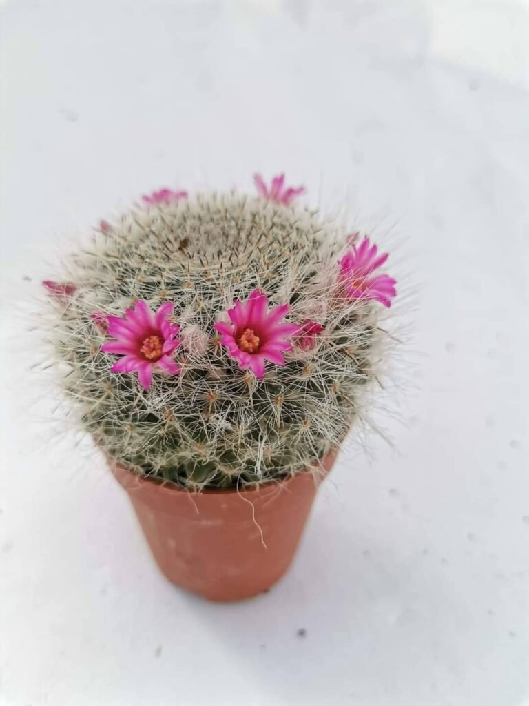 Mammillaria Haniana