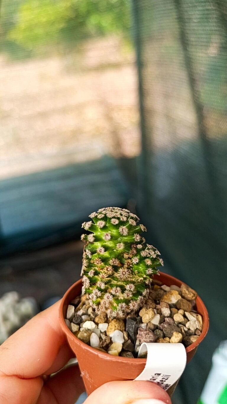 Mammillaria hernandezii bicefala