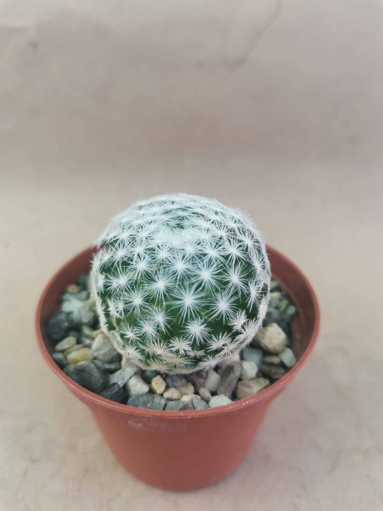 Mammillaria Herrerae