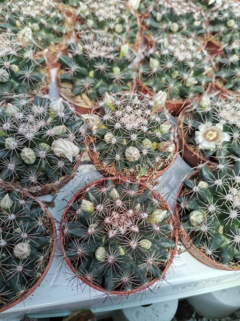 Mammillaria Heyderi