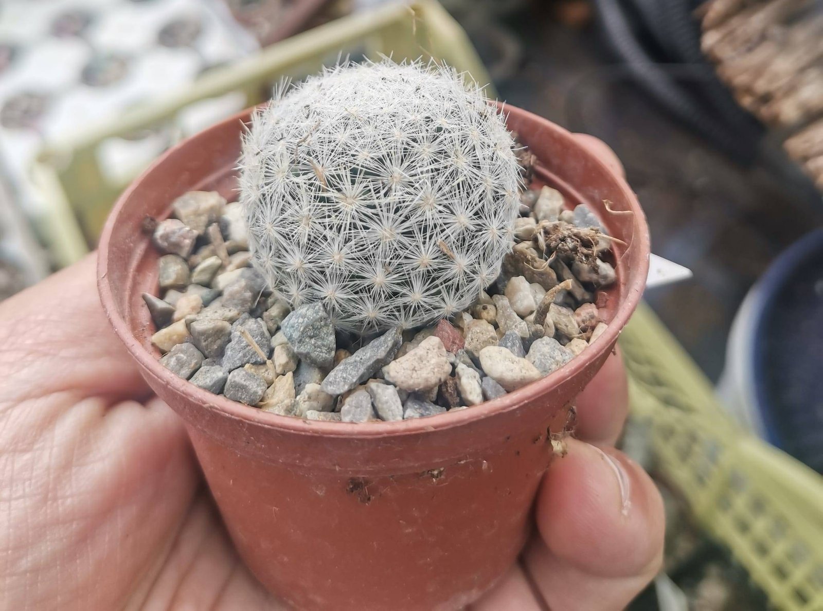 Mammillaria Humboldtii