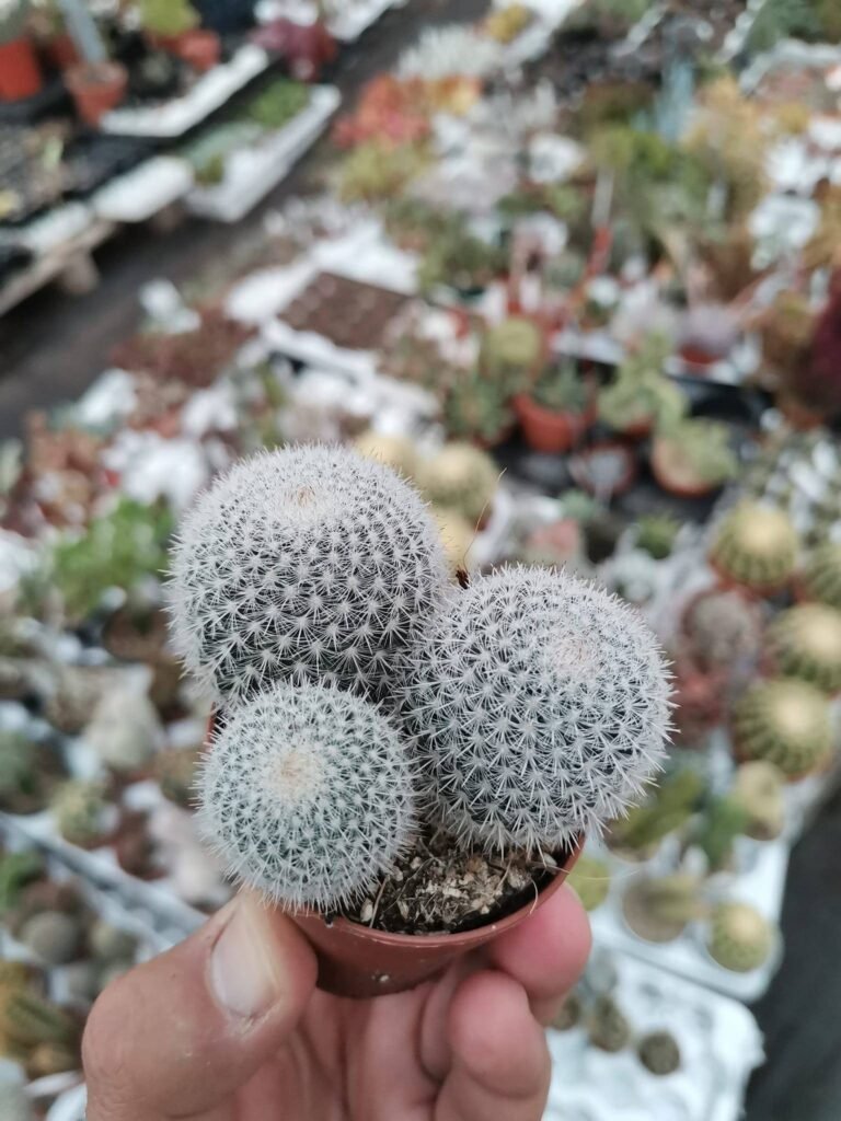 Mammillaria Klissingiana