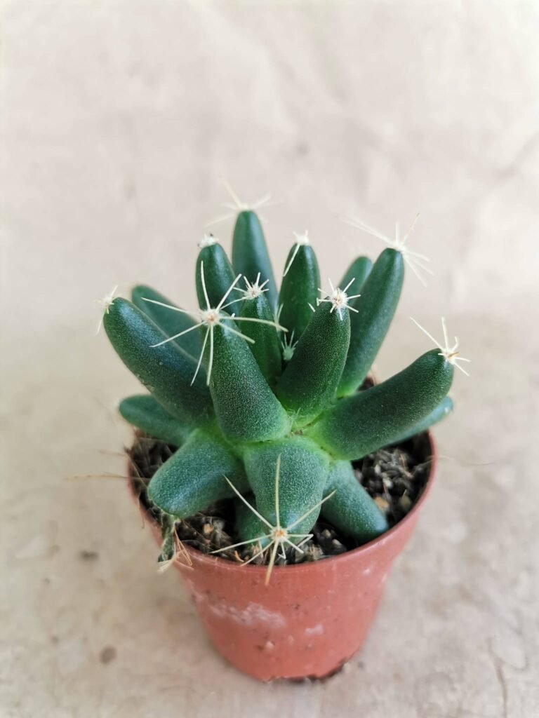 Dolichothele Longimamma