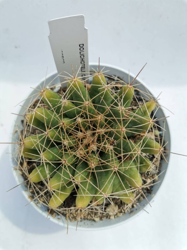 Dolichothele Longimamma