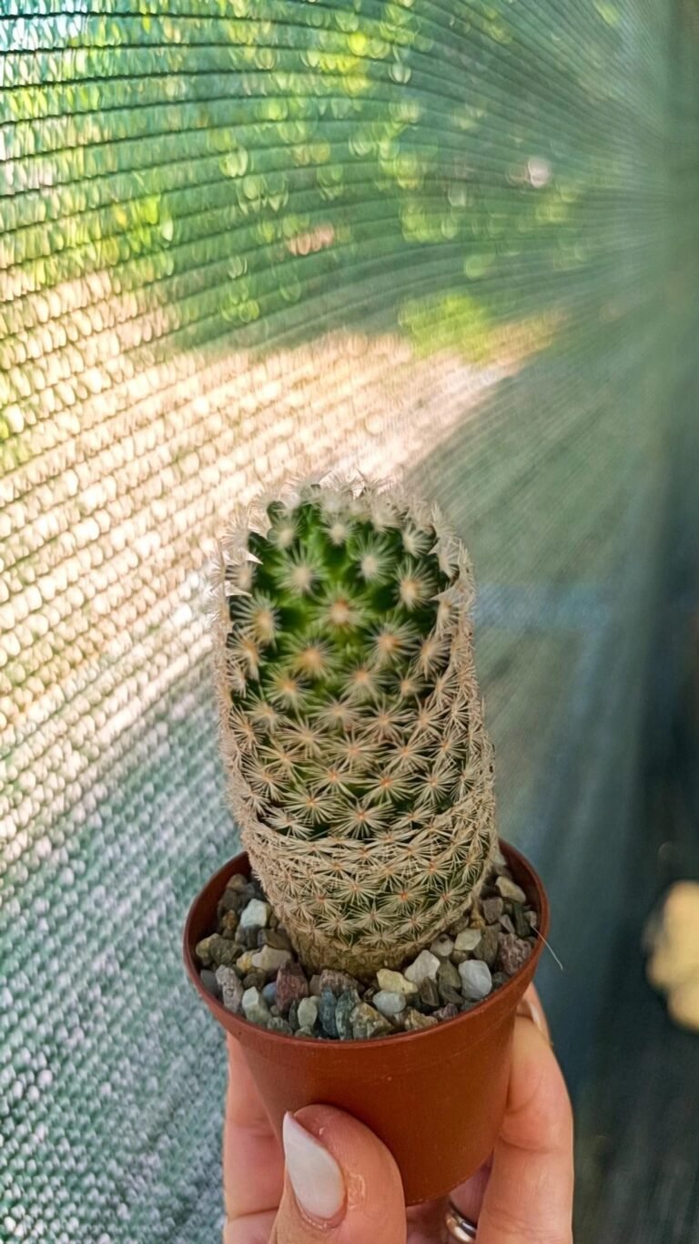 Mammillaria Magallanii